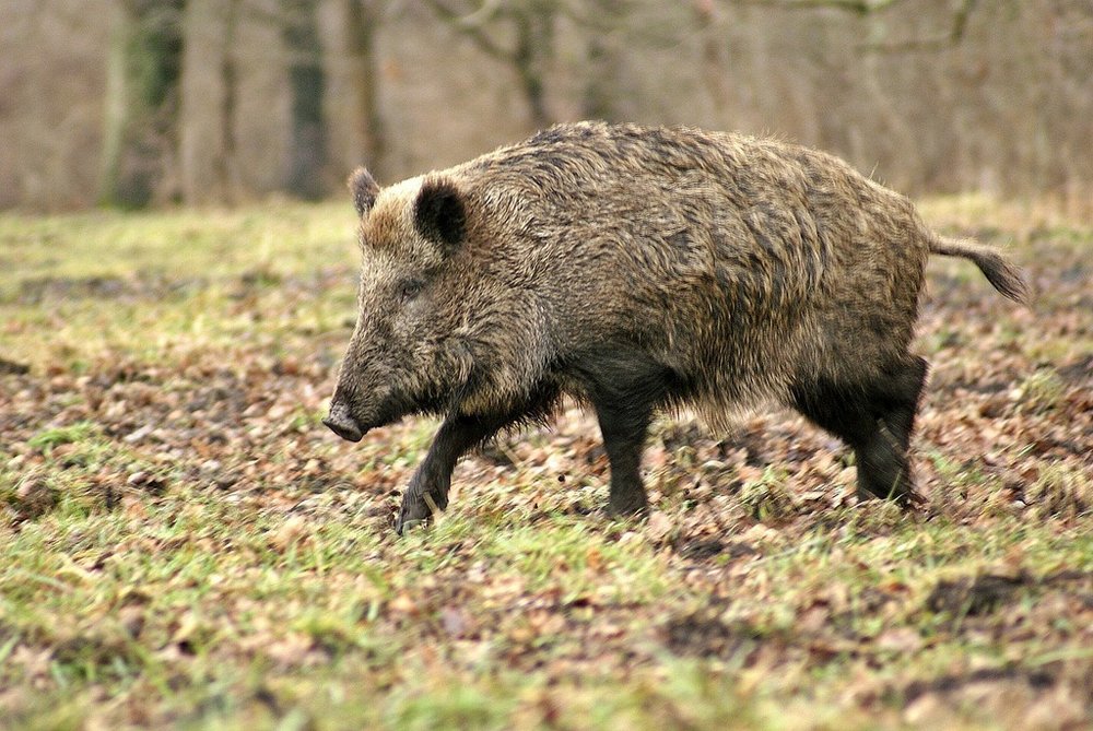 permit or license to hunt hogs